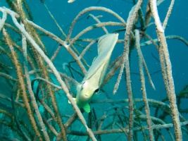 Butterflyfish IMG 7273